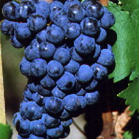 Cabernet Franc