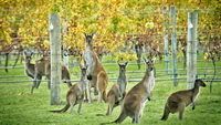 Margaret River